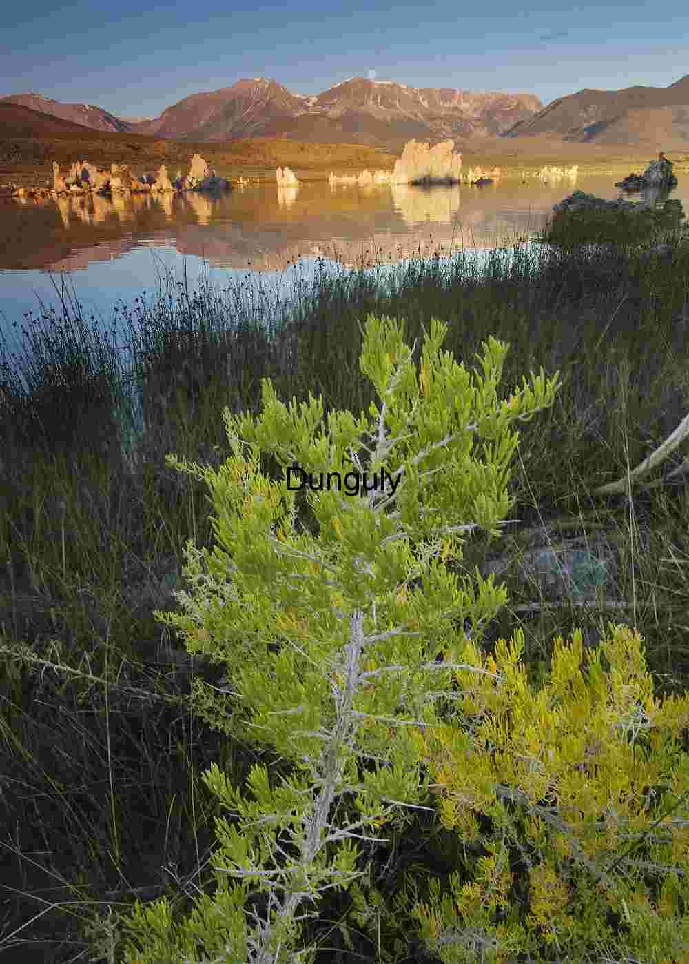 Tufa Towers and Spring Vegetation Reflected in Mono Lake