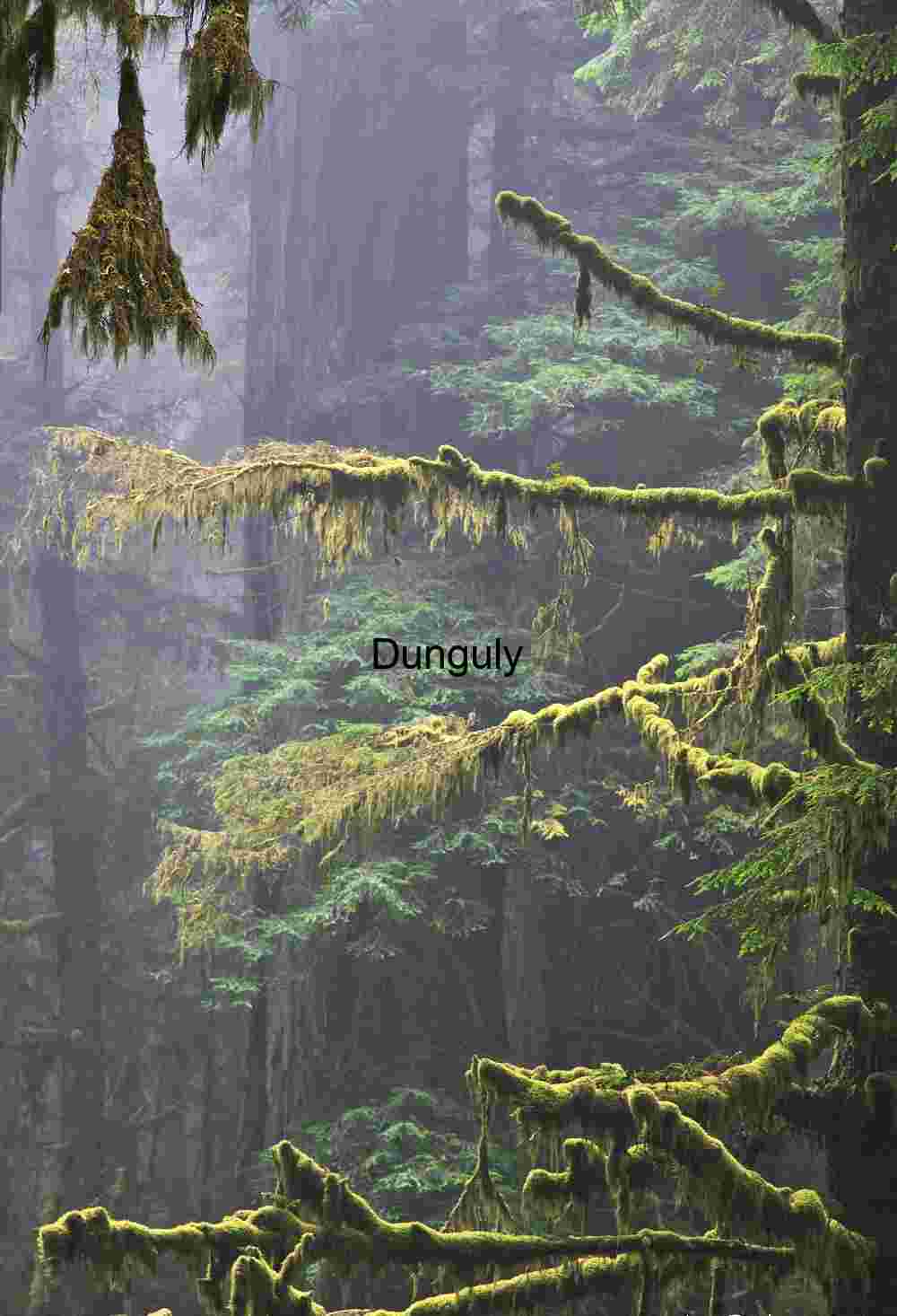 Misty Moss Forest Photography – Atmospheric Rainforest Landscapes & Editorial Nature Images
