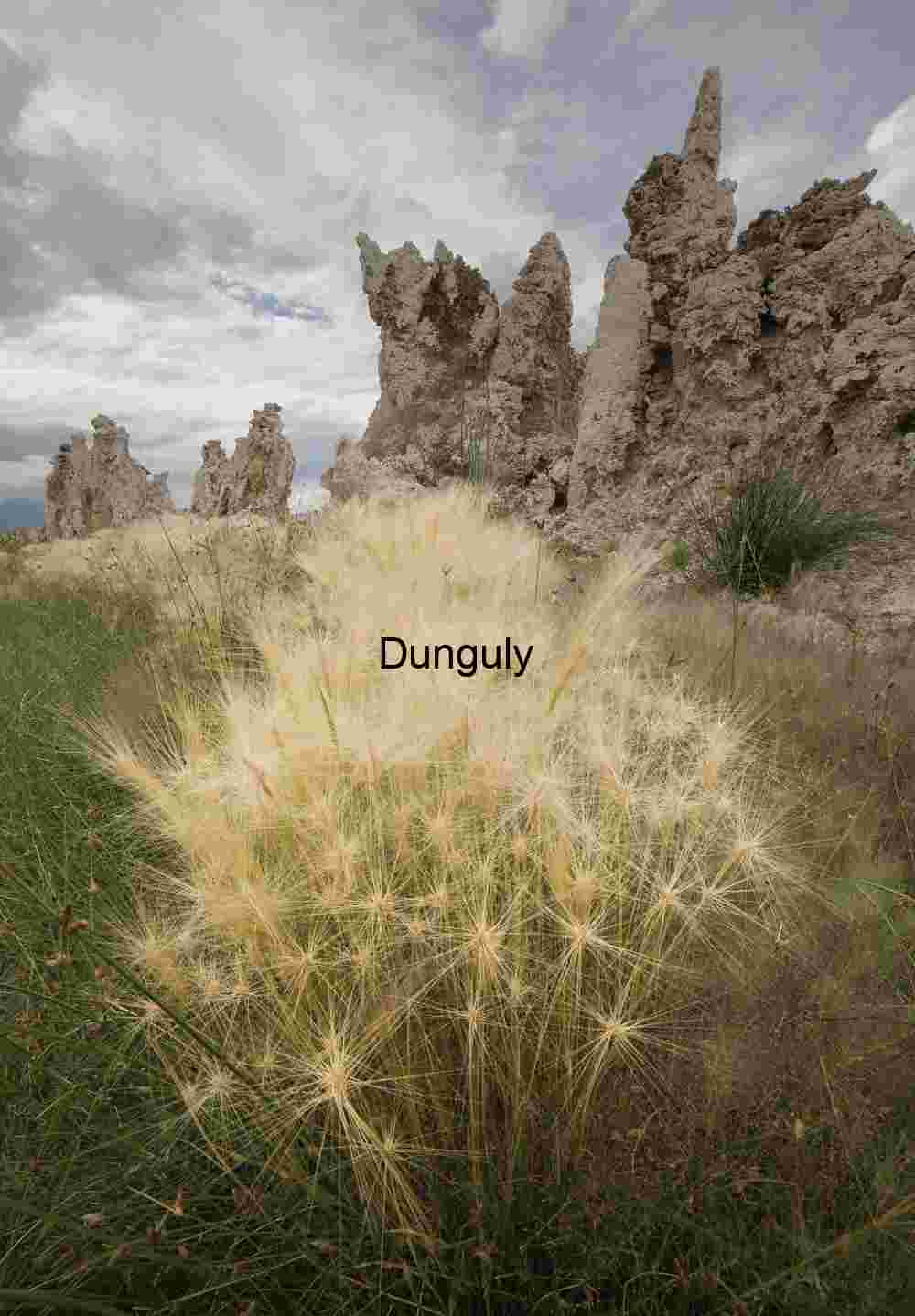 Feathers and Stone: Mono Lake’s Textural Dialogue