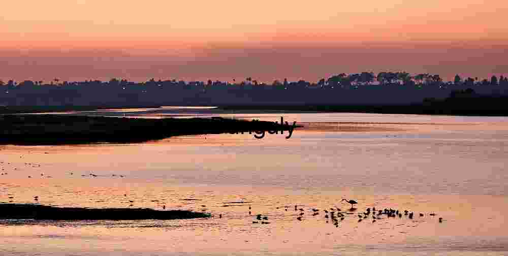 Twilight Gathering: Heron and Birds by the Sunset Riverbank