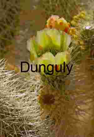 Spines and Bloom: Cactus Flowering in Desert Stillness