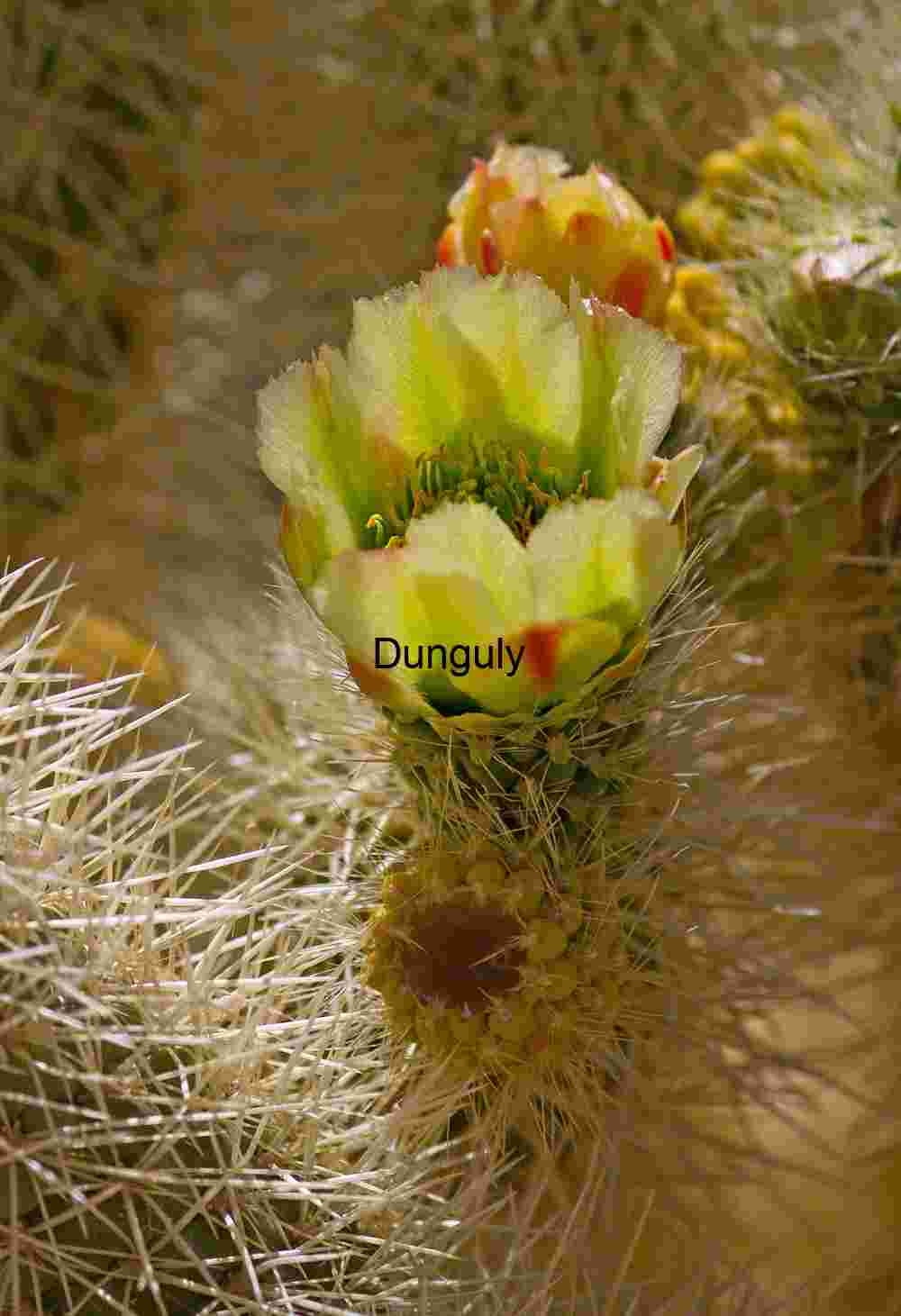 Spines and Bloom: Cactus Flowering in Desert Stillness