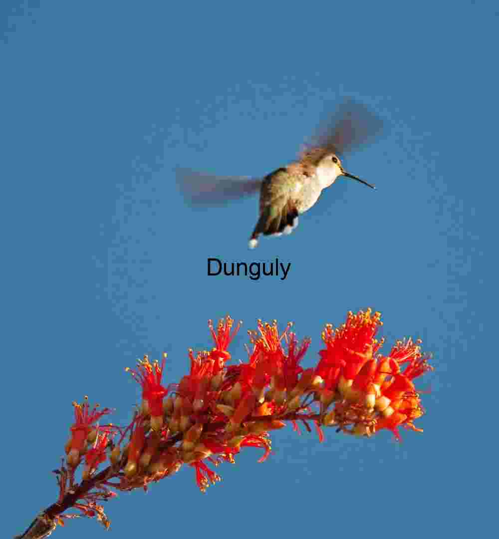 Hover and Bloom: Hummingbird in Flight Near Desert Blossoms