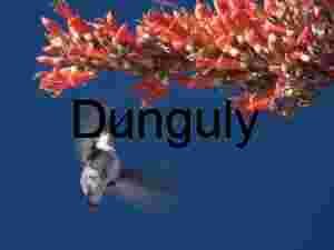 Wings of Precision: Hummingbird Feeding at Desert Blossoms