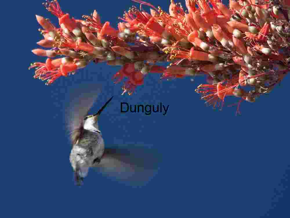 Wings of Precision: Hummingbird Feeding at Desert Blossoms
