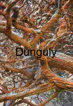 Orange Lichen on Textured Tree Bark: Vibrant Macro Detail Spine