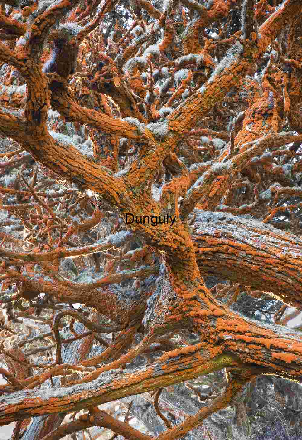 Orange Lichen on Textured Tree Bark: Vibrant Macro Detail Spine