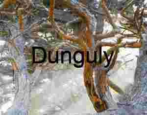 Misty Forest Branches Draped in Vibrant Orange Lichen