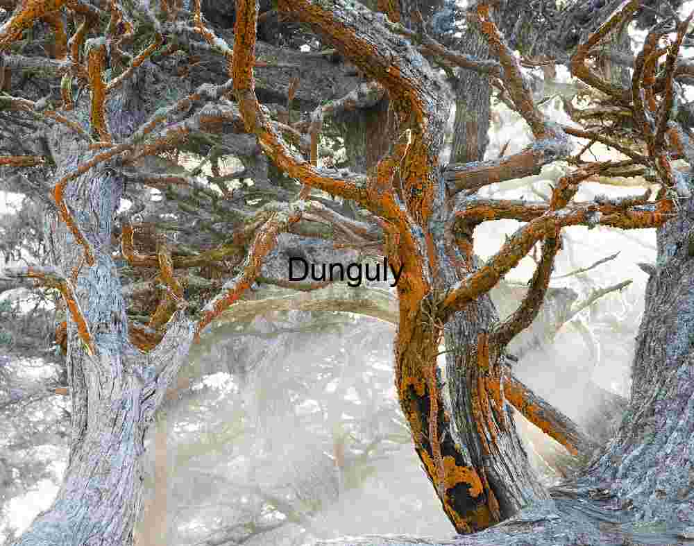 Misty Forest Branches Draped in Vibrant Orange Lichen