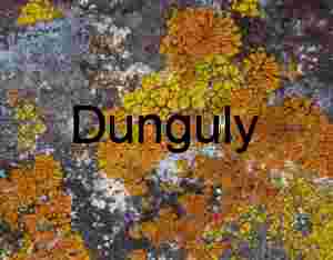 Close-Orange and Yellow Lichen on Dark Rock – Macro Nature Photography of Symbiotic Growth