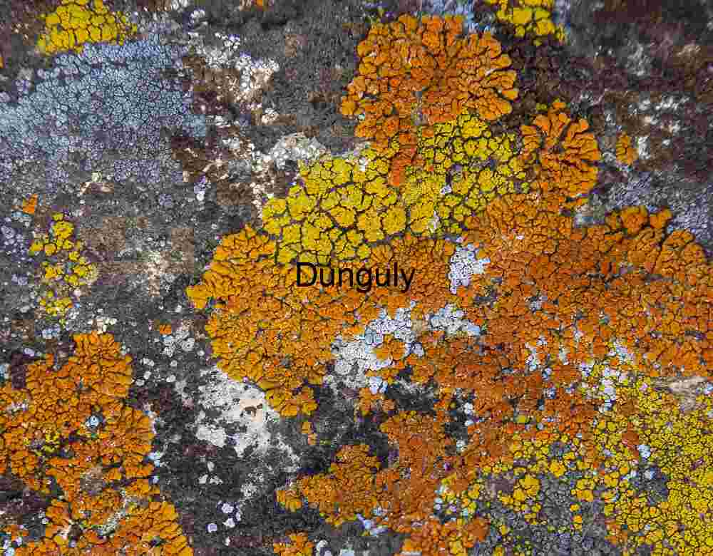 Close-Orange and Yellow Lichen on Dark Rock – Macro Nature Photography of Symbiotic Growth