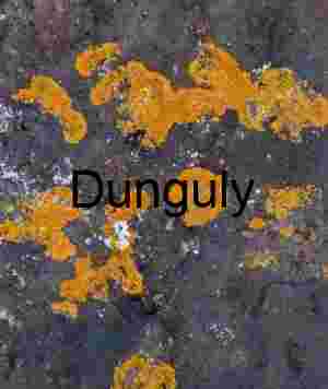 Orange and Yellow Lichen on Dark Rock – Macro Nature Photography of Symbiotic Growth