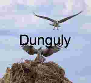 Osprey Encounter: Wings of Precision and Purpose