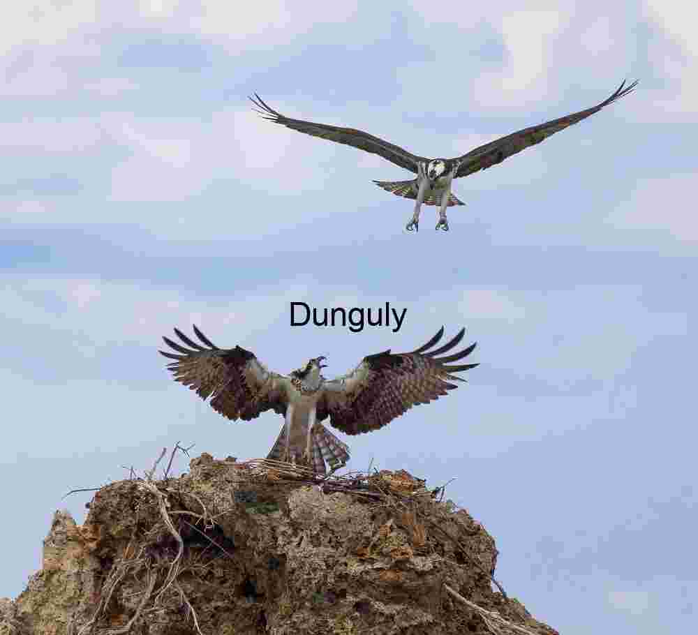 Osprey Encounter: Wings of Precision and Purpose