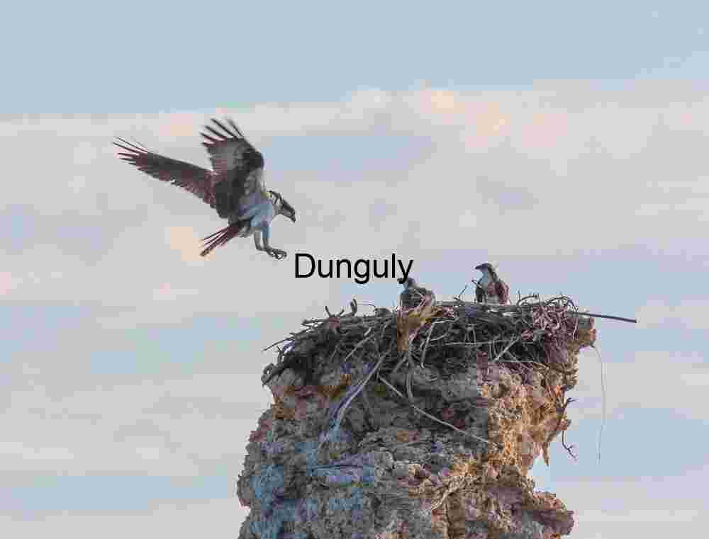Return to the Nest: Osprey in Flight Over Rocky Heights