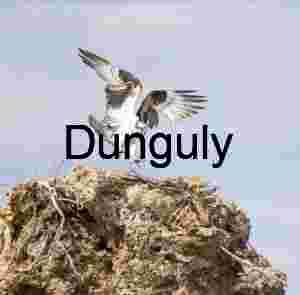 Lift or Landing: Osprey Poised on the Edge of Flight