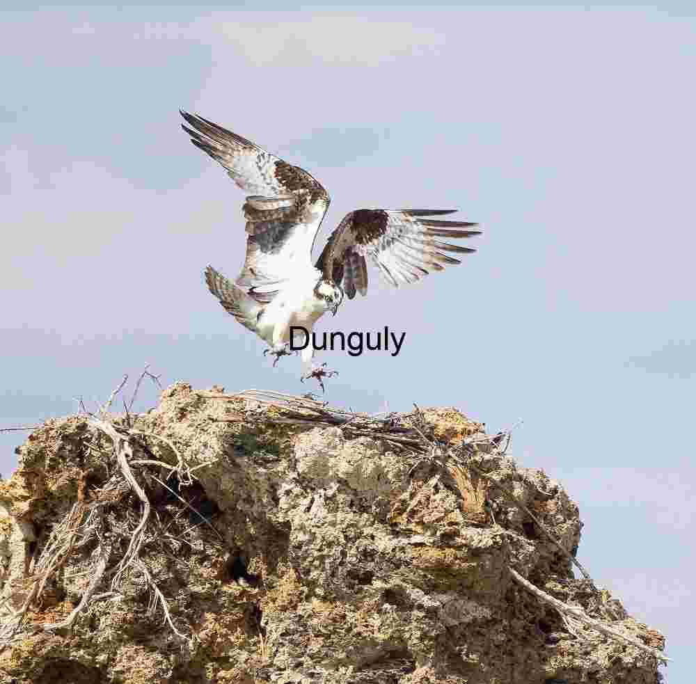 Lift or Landing: Osprey Poised on the Edge of Flight