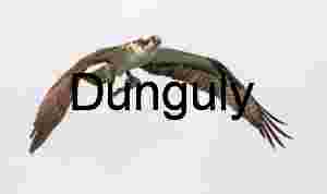 Skybound Hunter: Osprey with Catch in Flight