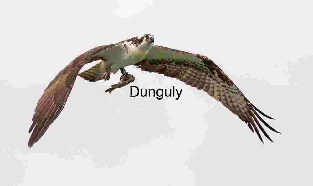 Skybound Hunter: Osprey with Catch in Flight