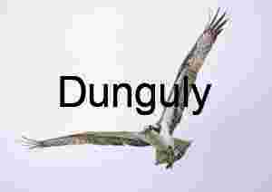 Suspended Precision: Osprey in Full Extension