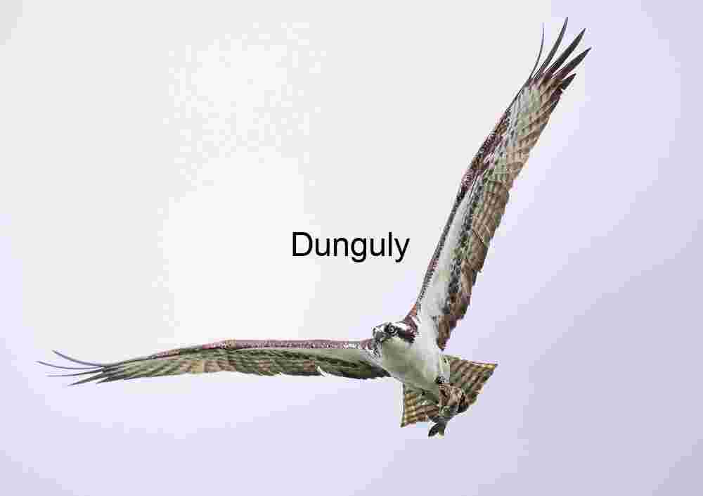 Suspended Precision: Osprey in Full Extension