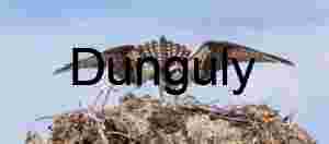 Dominion in the Wind: Osprey Poised Above the Nest