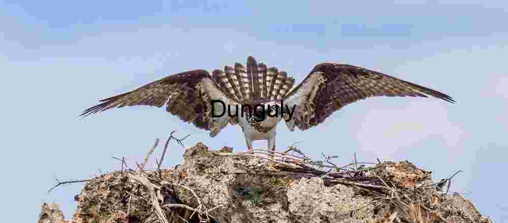 Dominion in the Wind: Osprey Poised Above the Nest