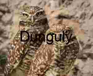 Burrowing Owls Standing Together on Desert Ground