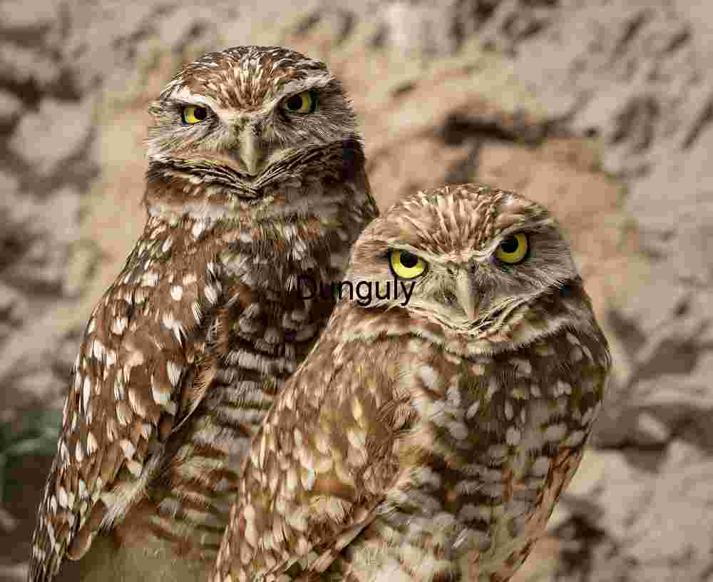 Burrowing Owls Standing Together on Desert Ground