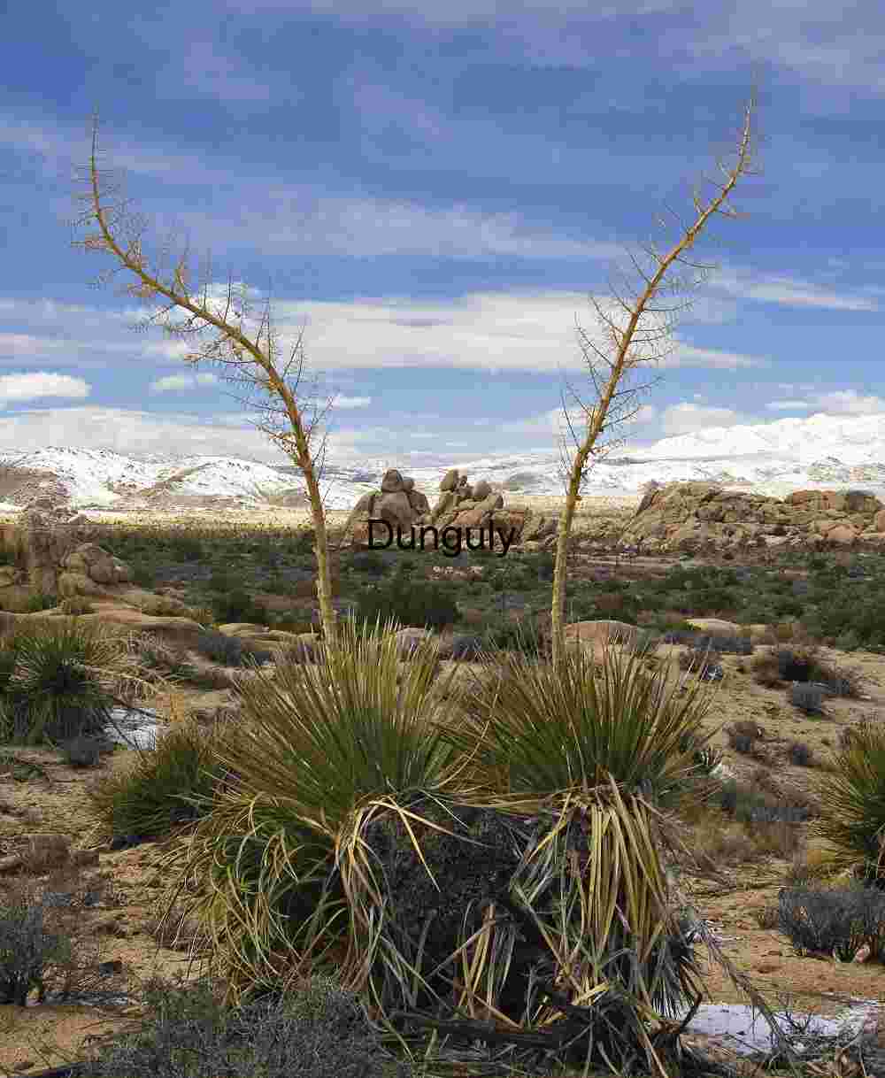 Desert Bloom: Yucca Rising Against Snow-Capped Peaks