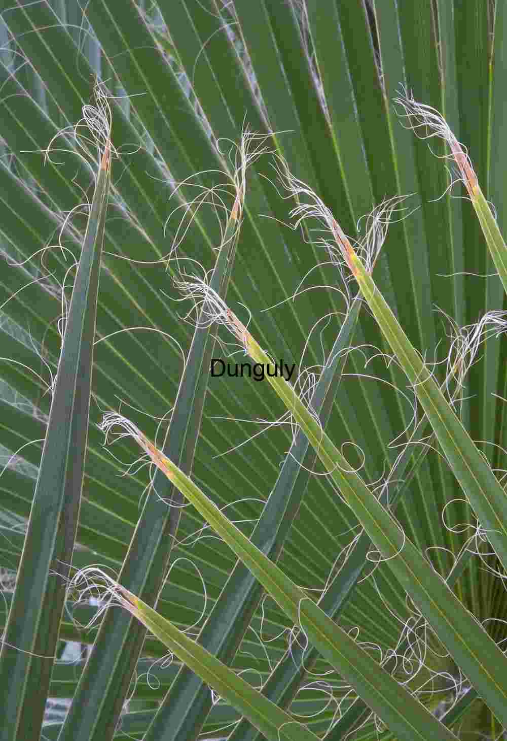 Filament Grace: Desert Leaves with Curling Threads