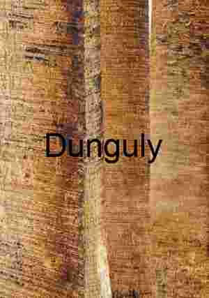 Palm Trunk Textures – Fibrous Patterns and Natural Weathering