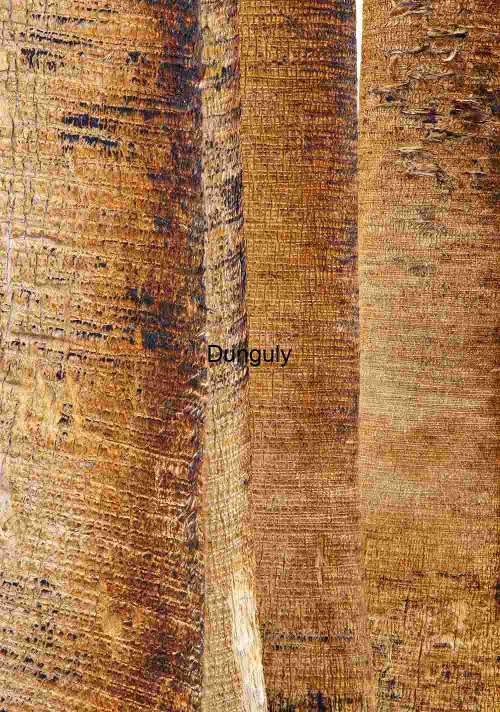 Palm Trunk Textures – Fibrous Patterns and Natural Weathering