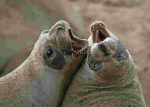 Clash of Voices: Elephant Seals in Coastal Display