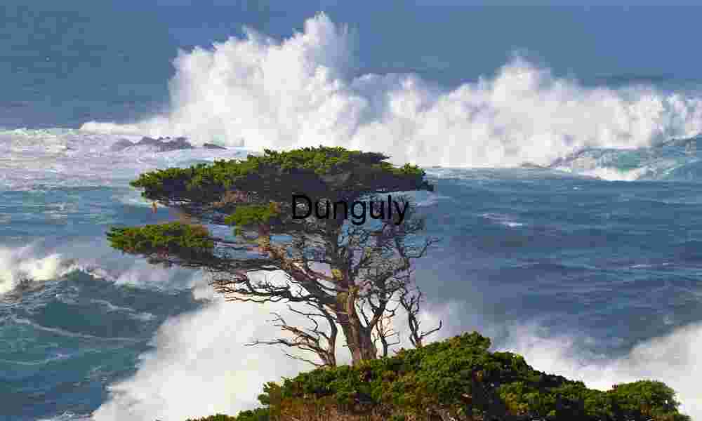 Windswept Coastal Tree Standing Against Ocean Fury