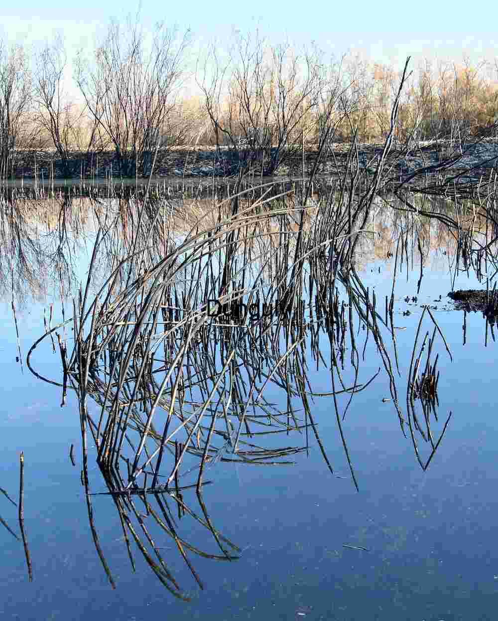 Reflections of Bare Branches on Still Water