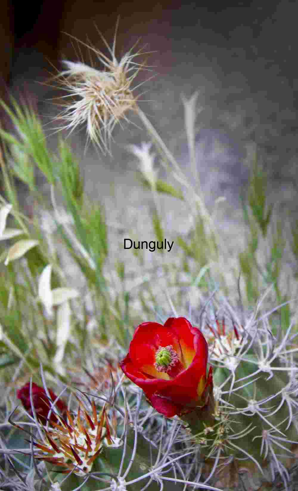 Desert Bloom – Cactus Flower Amid Spines and Thistles