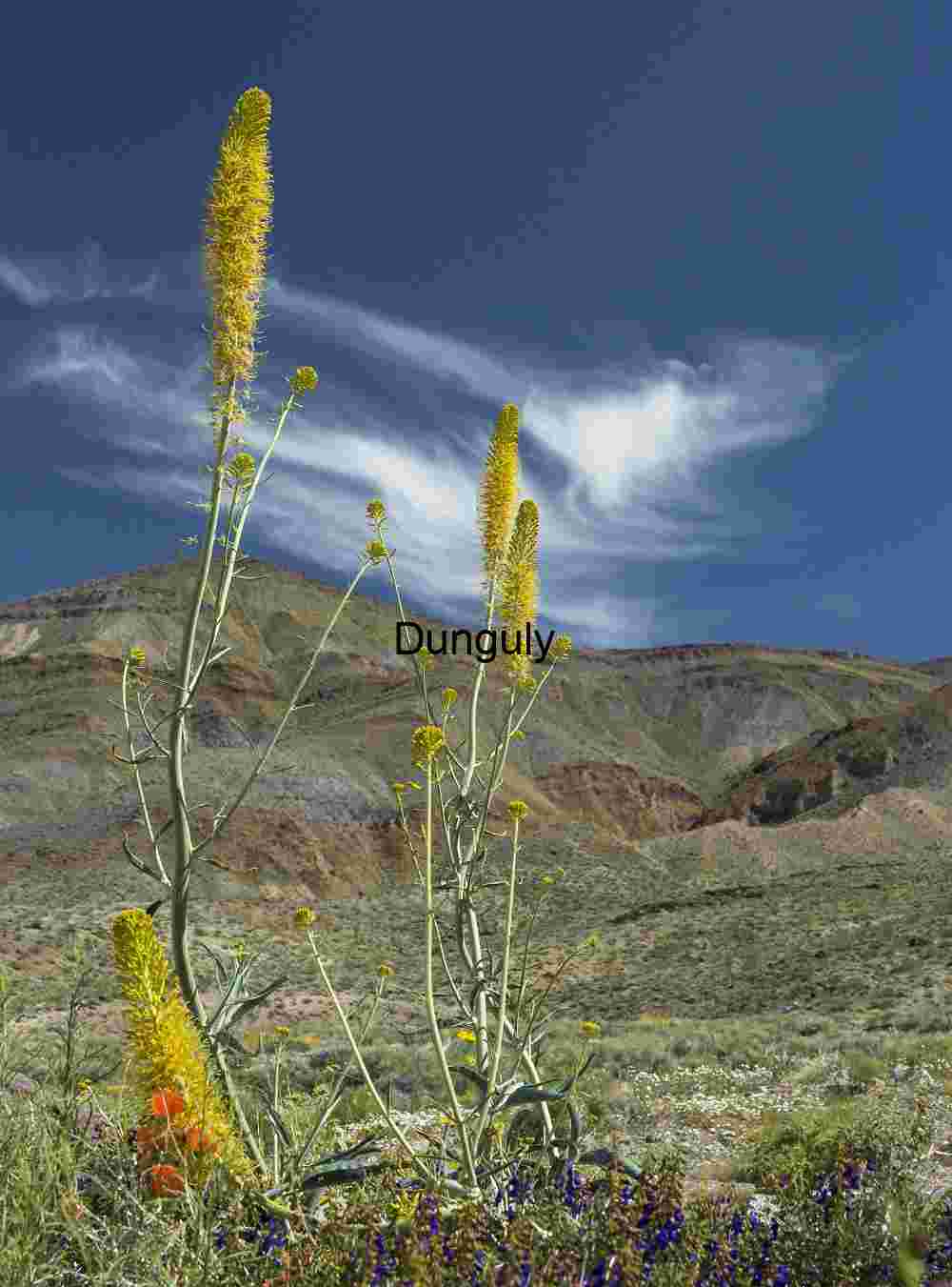 Desert Bloom: Yellow Wildflowers Against Stratified Hills