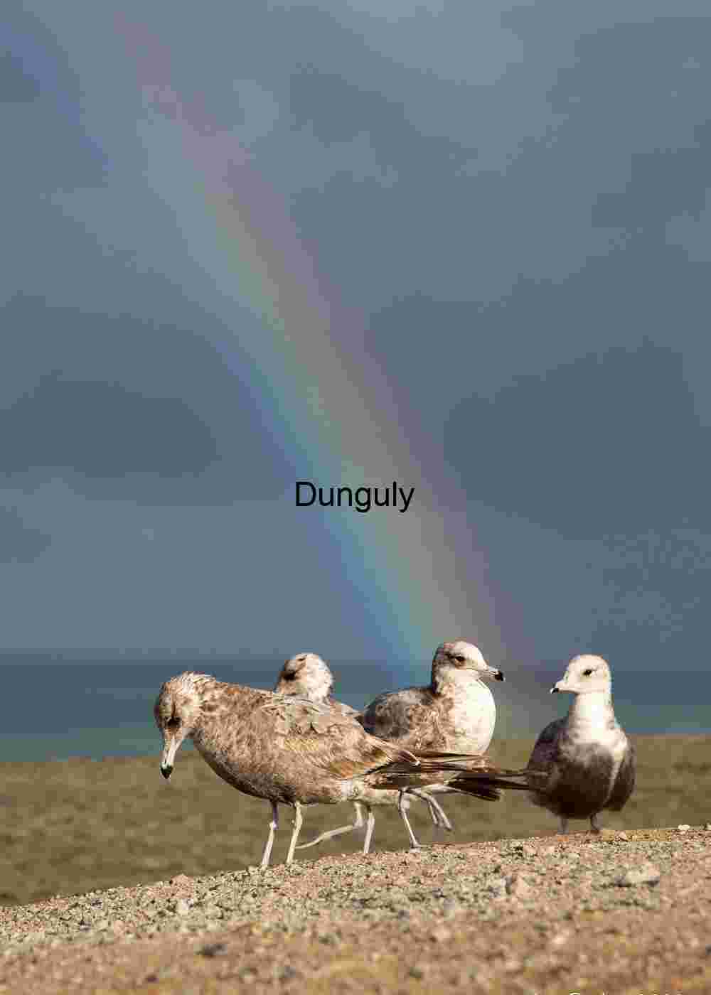 Arc of Light: Seagulls Beneath a Stormy Rainbow