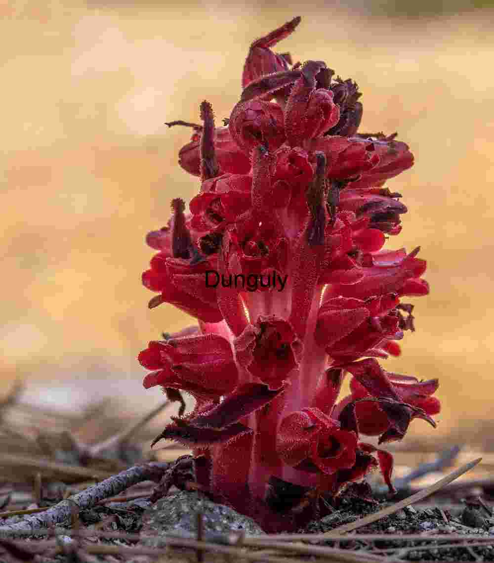 Crimson Emergence: Snow Plant in Forest Floor Bloom