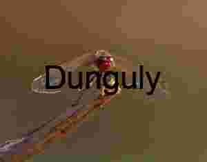 Dragonfly Perched – Macro Study of Wings, Eyes, and Desert Stillness