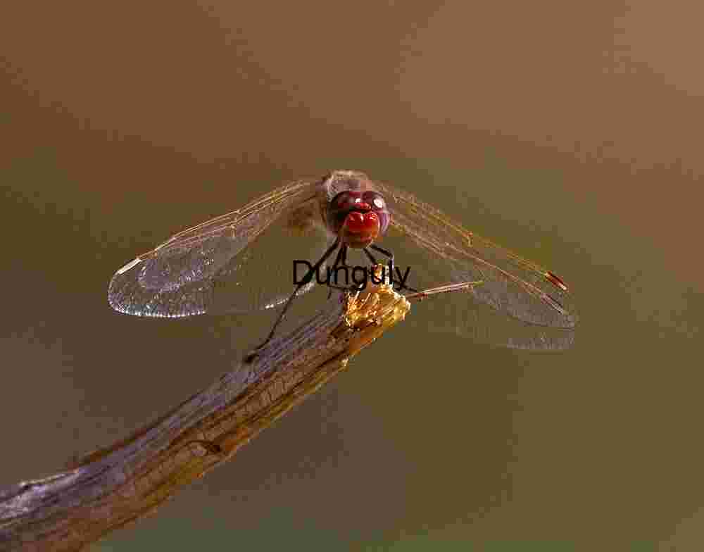 Dragonfly Perched – Macro Study of Wings, Eyes, and Desert Stillness