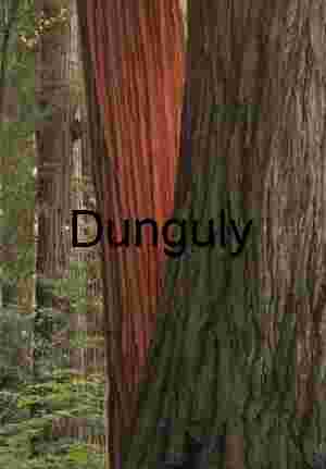 Forest Textures and Tree Bark Contrasts – Nature Photography Collection