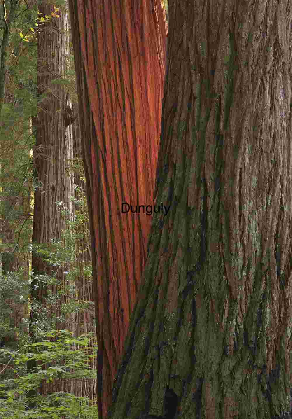 Forest Textures and Tree Bark Contrasts – Nature Photography Collection