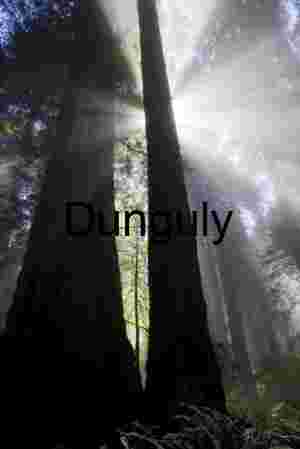 Redwood Forest Light Beams – Misty Old‑Growth Nature Photography