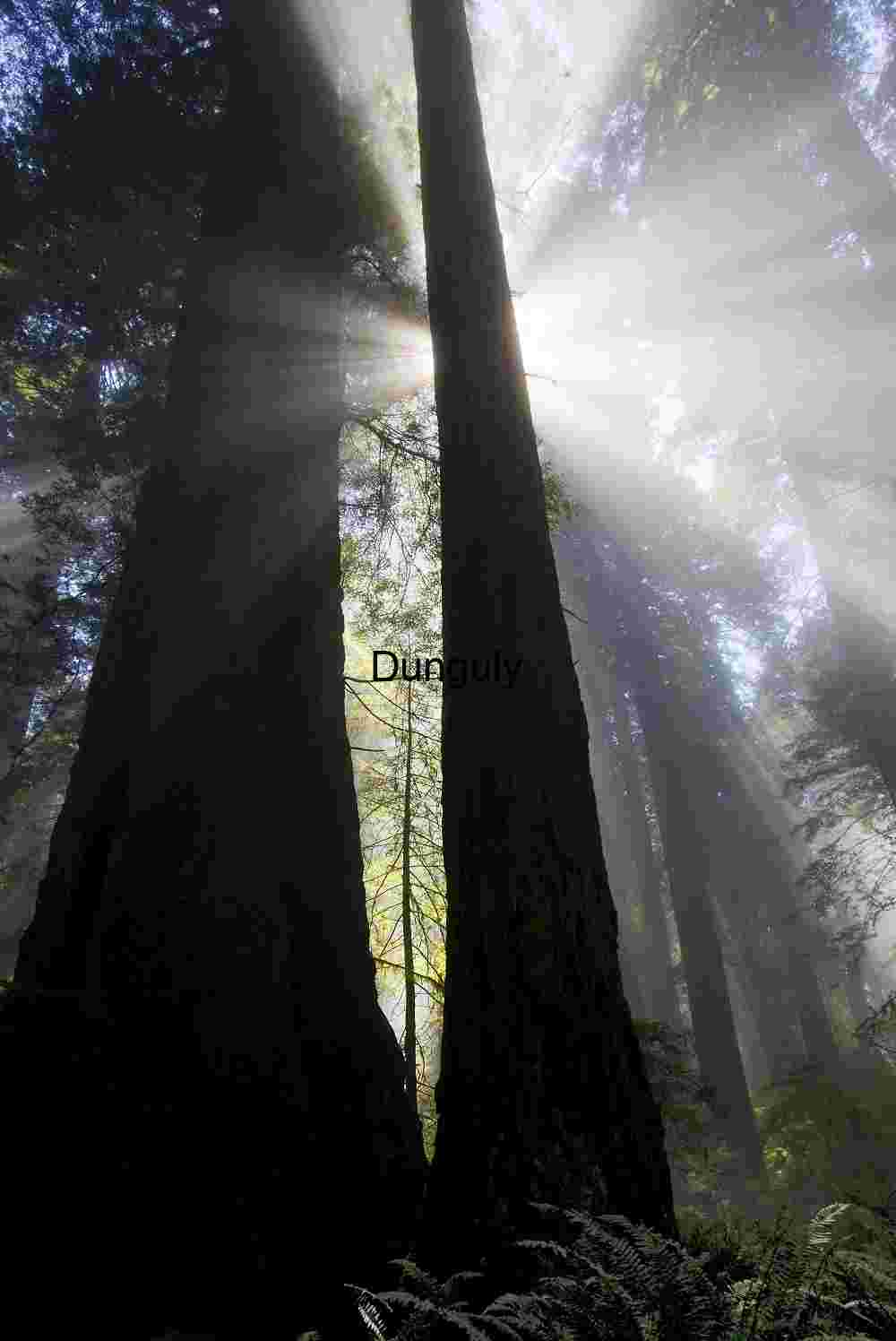 Redwood Forest Light Beams – Misty Old‑Growth Nature Photography