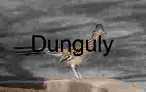 Greater Roadrunner on Asphalt Curb in Desert Habitat