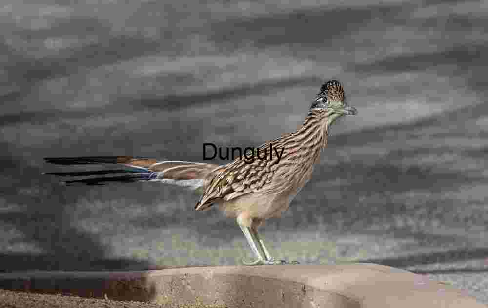 Greater Roadrunner on Asphalt Curb in Desert Habitat