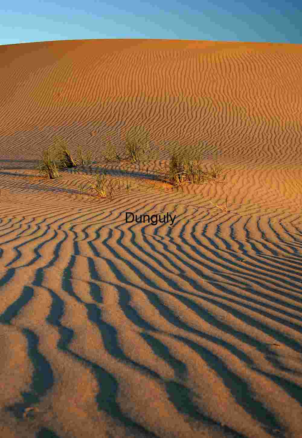 Rooted in Silence: Wind-Rippled Dunes and Desert Grass
