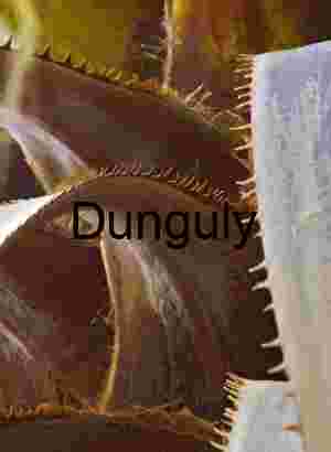 Agave Armor – Spiny Geometry and Desert Texture